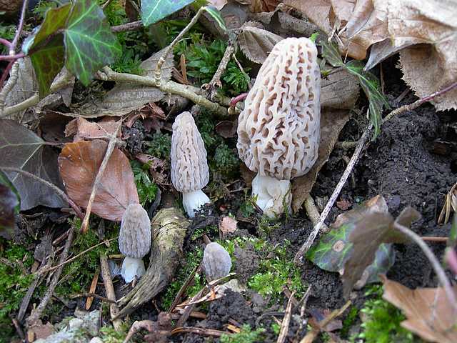 La valle dei funghi sconosciuti